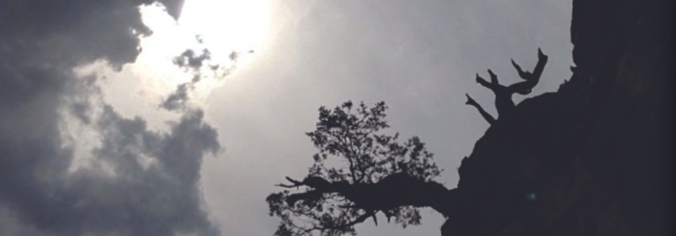 Image of a tree and sunshine behind clouds